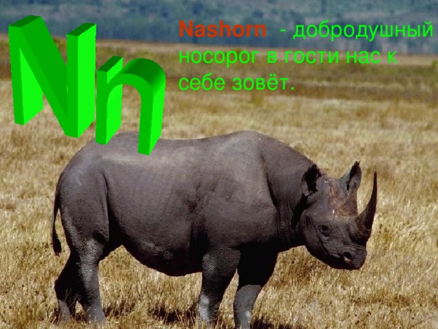 Nashorn   - добродушный носорог в гости нас к себе зовёт.