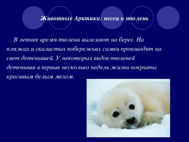 Животные Арктики: песец и тюлень   В летнее время тюлени вылезают на берег. На пляжах и скалистых побережьях самки производят на свет детенышей. У некоторых видов тюленей детеныши в первые несколько недель жизни покрыты красивым белым мехом.