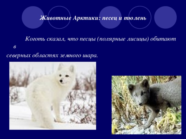 Животные Арктики: песец и тюлень    Коготь сказал, что песцы (полярные лисицы) обитают в северных областях земного шара.
