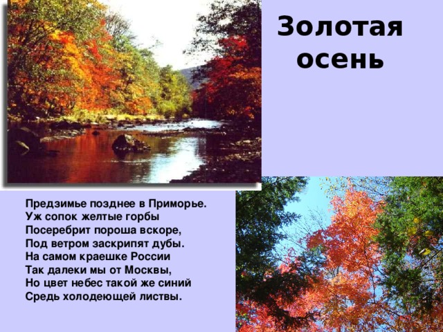 Золотая осень Предзимье позднее в Приморье.  Уж сопок желтые горбы  Посеребрит пороша вскоре,  Под ветром заскрипят дубы. На самом краешке России  Так далеки мы от Москвы, Но цвет небес такой же синий  Средь холодеющей листвы.