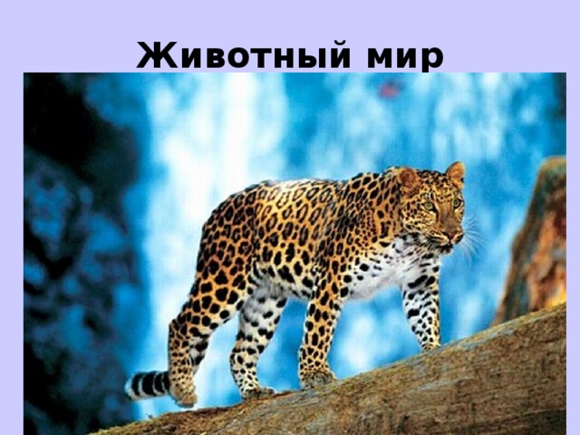 Животный мир