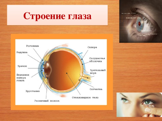 Оптические системы глаза и их нарушения проект по биологии 8 класс
