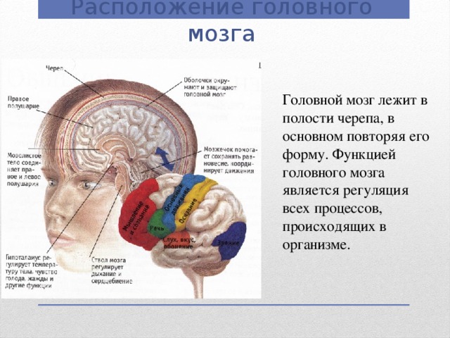 Расположение головного мозга Головной мозг лежит в полости черепа, в основном повторяя его форму. Функцией головного мозга является регуляция всех процессов, происходящих в организме.