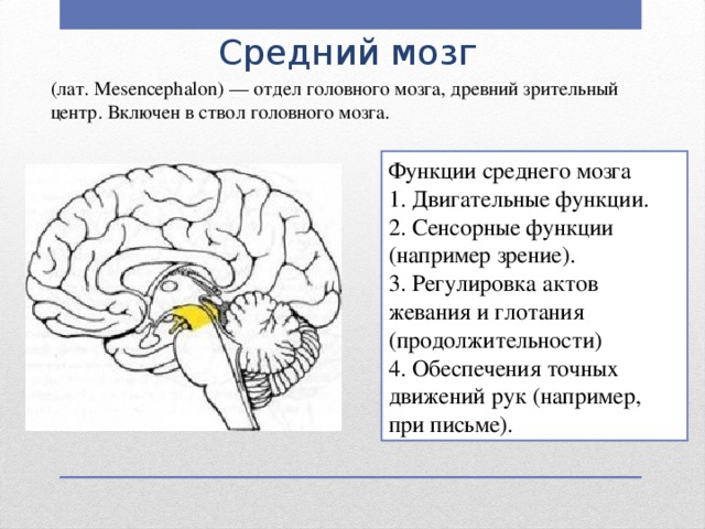Средний мозг (лат. Mesencephalon) — отдел головного мозга, древний зрительный центр. Включен в ствол головного мозга. Функции среднего мозга 1. Двигательные функции. 2. Сенсорные функции (например зрение). 3. Регулировка актов жевания и глотания (продолжительности) 4. Обеспечения точных движений рук (например, при письме).