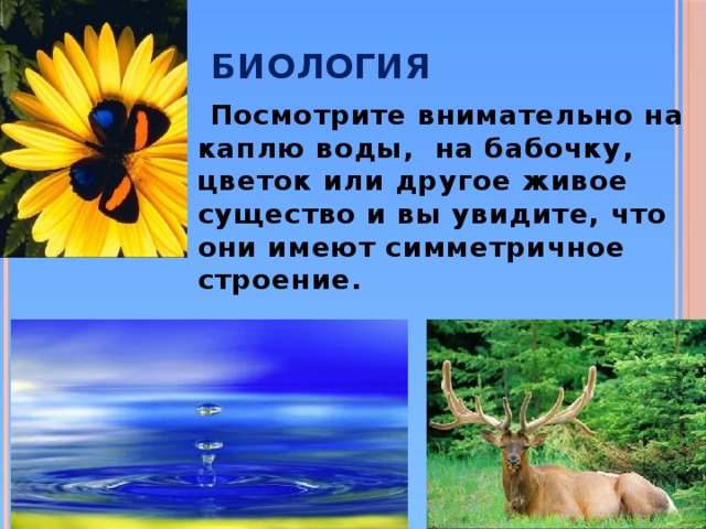 Биология  Посмотрите внимательно на каплю воды, на бабочку, цветок или другое живое существо и вы увидите, что они имеют симметричное строение.