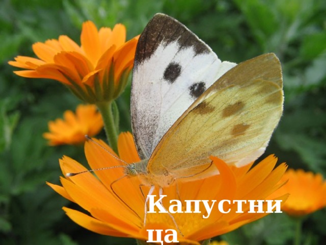 Капустница