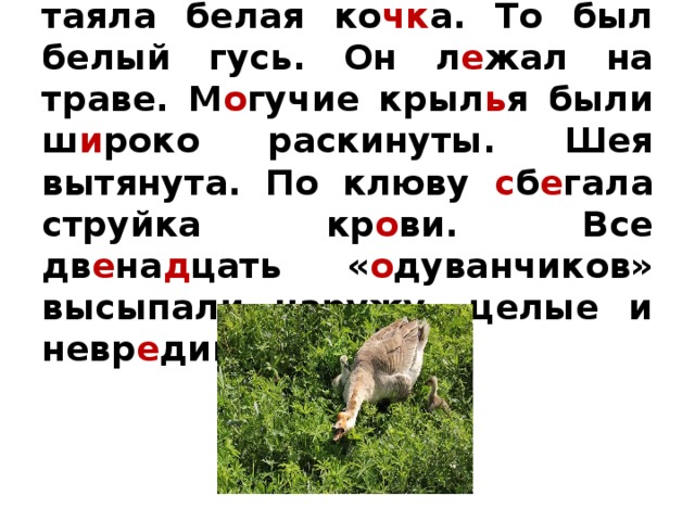 Белый гусь план пересказа