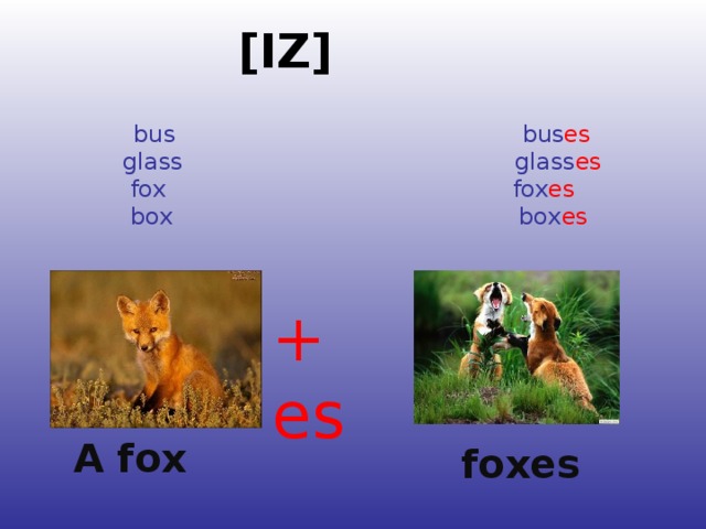 [IZ]     bus  bus es   glass  glass es  fox  fox es  box box es             + es A fox foxes