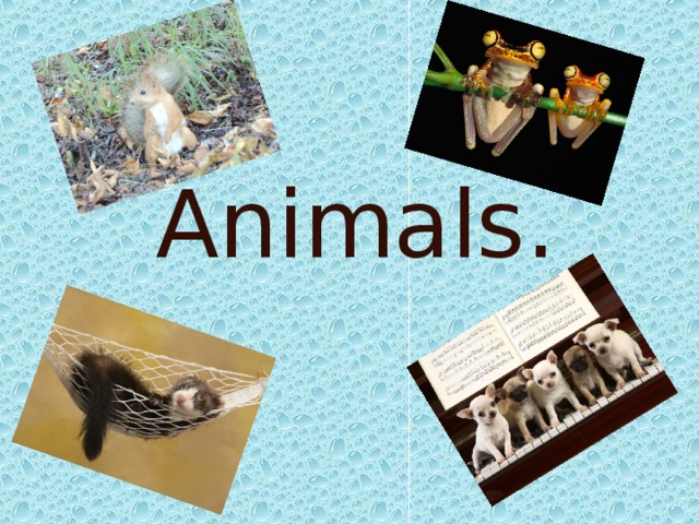 Animals.