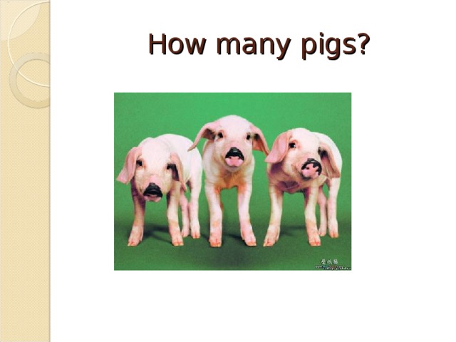 How many pigs?