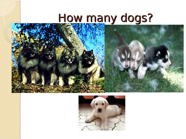 How many dogs?