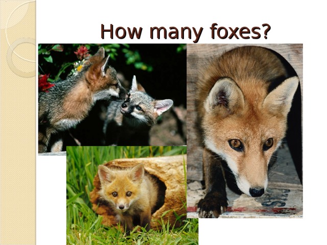 How many foxes?