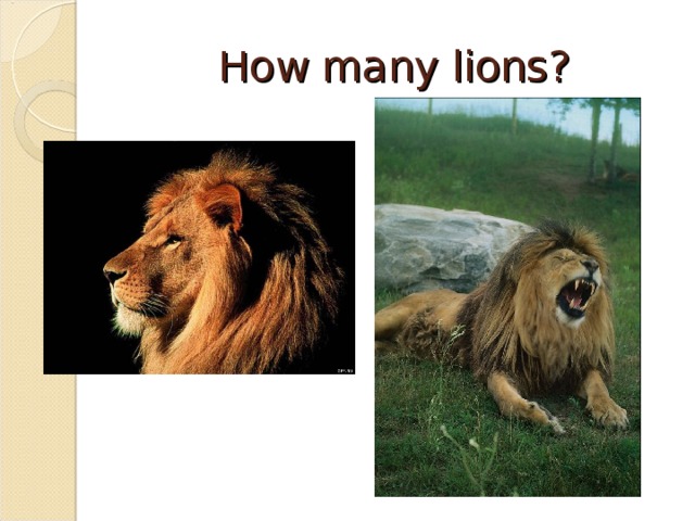 How many lions?