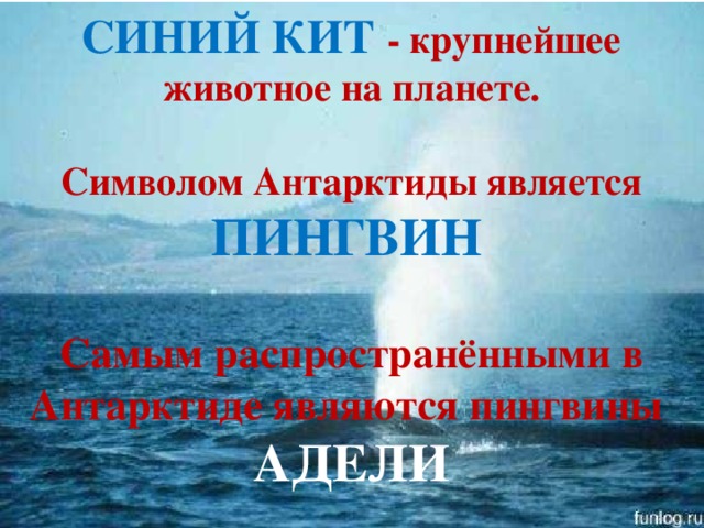 СИНИЙ КИТ - крупнейшее животное на планете.  Символом Антарктиды является ПИНГВИН    Самым распространёнными в Антарктиде являются пингвины АДЕЛИ