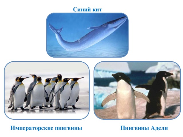 Синий кит Императорские пингвины Пингвины Адели