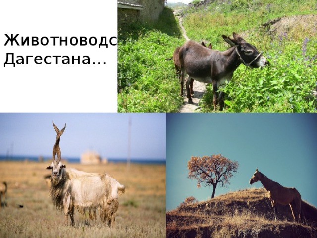 Животноводство  Дагестана…