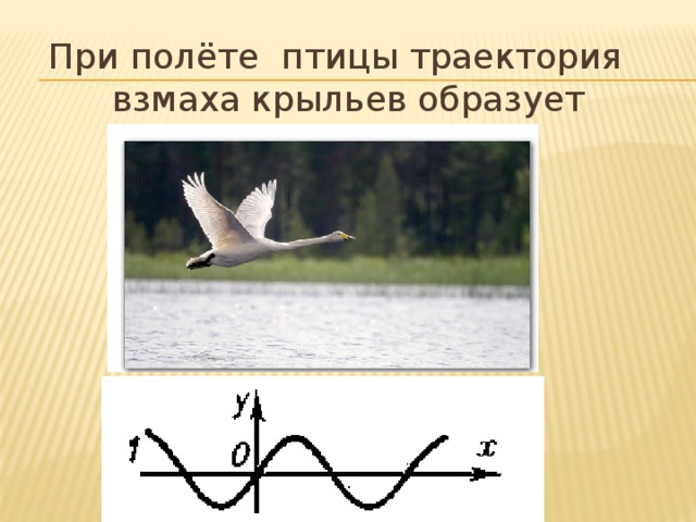 При полёте птицы траектория взмаха крыльев образует синусоиду.