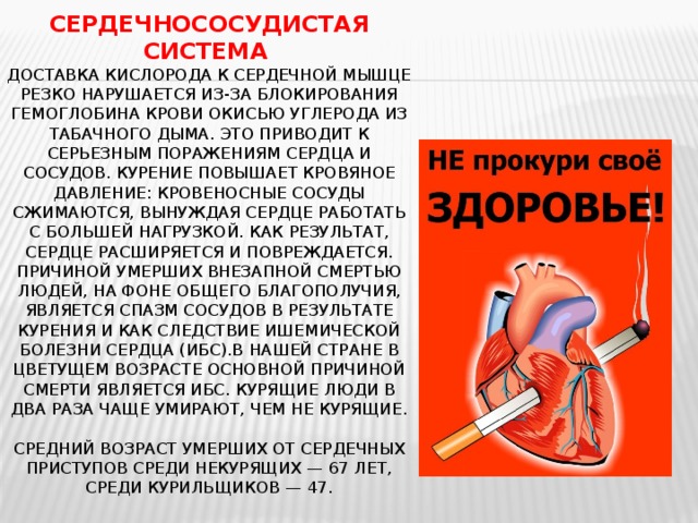 Сердечнососудистая система  Доставка кислорода к сердечной мышце резко нарушается из-за блокирования гемоглобина крови окисью углерода из табачного дыма. Это приводит к серьезным поражениям сердца и сосудов. Курение повышает кровяное давление: кровеносные сосуды сжимаются, вынуждая сердце работать с большей нагрузкой. Как результат, сердце расширяется и повреждается.  Причиной умерших внезапной смертью людей, на фоне общего благополучия, является спазм сосудов в результате курения и как следствие ишемической болезни сердца (ИБС).В нашей стране в цветущем возрасте основной причиной смерти является ИБС. Курящие люди в два раза чаще умирают, чем не курящие.     Средний возраст умерших от сердечных приступов среди некурящих — 67 лет, среди курильщиков — 47.