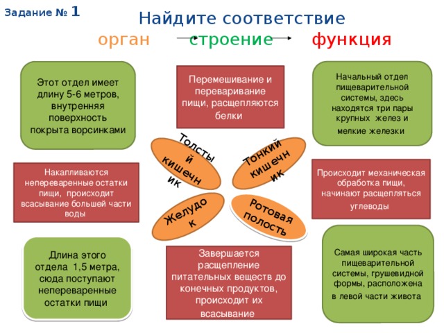 Задание № 1 Найдите соответствие  орган  строение  функция Желудок Толстый кишечник Ротовая полость Тонкий кишечник Этот отдел имеет длину 5-6 метров, внутренняя поверхность покрыта ворсинками Начальный отдел пищеварительной системы, здесь находятся три пары крупных желез и мелкие железки  Перемешивание и переваривание пищи, расщепляются белки  Происходит механическая обработка пищи, начинают расщепляться углеводы  Накапливаются непереваренные остатки пищи, происходит всасывание большей части воды Самая широкая часть пищеварительной системы, грушевидной формы, расположена в левой части живота  Длина этого отдела 1,5 метра, сюда поступают непереваренные остатки пищи Завершается расщепление питательных веществ до конечных продуктов, происходит их всасывание