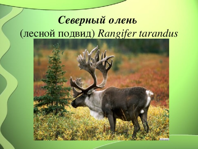 Северный олень  (лесной подвид)  Rangifer tarandus