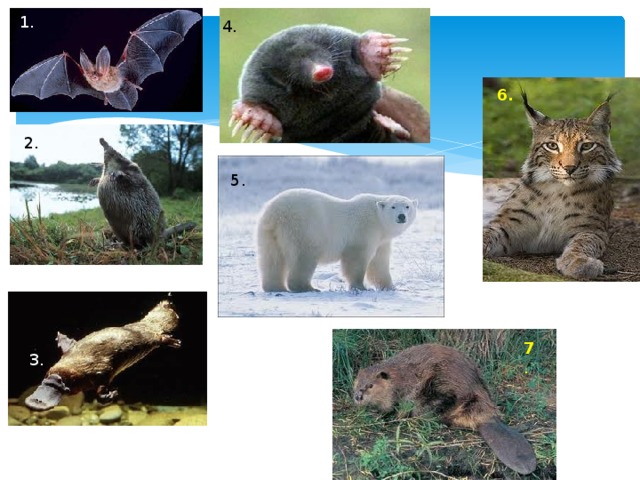 Тест по теме млекопитающие 7 класс
