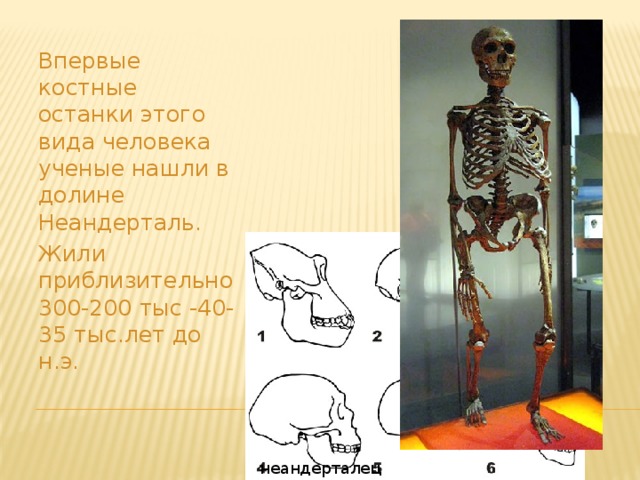 Впервые костные останки этого вида человека ученые нашли в долине Неандерталь. Жили приблизительно 300-200 тыс -40-35 тыс.лет до н.э. неандерталец