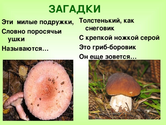 ЗАГАДКИ Толстенький, как снеговик С крепкой ножкой серой Это гриб-боровик Он еще зовется… Эти милые подружки, Словно поросячьи ушки Называются…