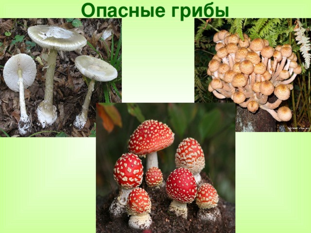 Опасные грибы