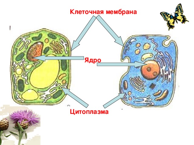 Клеточная мембрана Ядро Цитоплазма