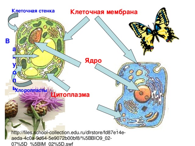 Клеточная мембрана Клеточная стенка  Вакуоль  Ядро Хлоропласты Цитоплазма http://files.school-collection.edu.ru/dlrstore/fd87e14e-aeda-4c0a-9d64-5e9072b00bf8/%5BBIO9_02-07%5D_%5BIM_02%5D.swf http://files.school-collection.edu.ru/dlrstore/fd87e14e-aeda-4c0a-9d64-5e9072b00bf8/%5BBIO9_02-07%5D_%5BIM_02%5D.swf  http://files.school-collection.edu.ru/dlrstore/fd87e14e-aeda-4c0a-9d64-5e9072b00bf8/%5BBIO9_02-07%5D_%5BIM_02%5D.swf  http://files.school-collection.edu.ru/dlrstore/fd87e14e-aeda-4c0a-9d64-5e9072b00bf8/%5BBIO9_02-07%5D_%5BIM_02%5D.swf  http://files.school-collection.edu.ru/dlrstore/fd87e14e-aeda-4c0a-9d64-5e9072b00bf8/%5BBIO9_02-07%5D_%5BIM_02%5D.swf