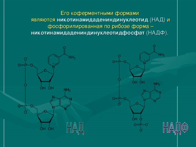 Его коферментными формами являются  никотинамидадениндинуклеотид  (НАД) и фосфорилированная по рибозе форма – никотинамидадениндинуклеотидфосфат  (НАДФ).