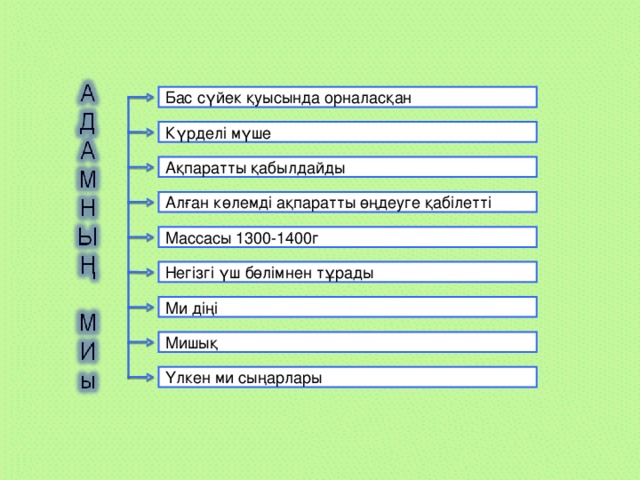 Бас сүйек қуысында орналасқан Күрделі мүше Ақпаратты қабылдайды Алған көлемді ақпаратты өңдеуге қабілетті Массасы 1300-1400г Негізгі үш бөлімнен тұрады Ми діңі Мишық Үлкен ми сыңарлары