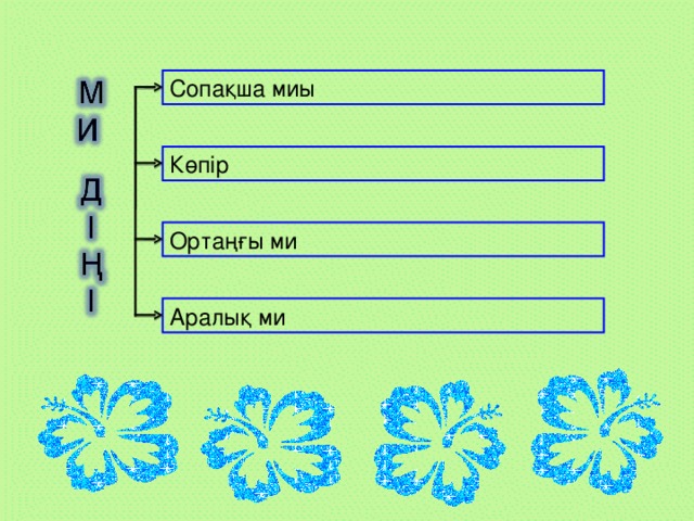 Сопақша миы Көпір Ортаңғы ми Аралық ми