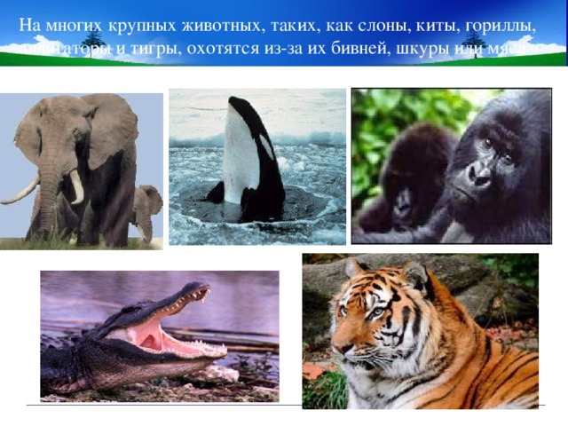 На многих крупных животных, таких, как слоны, киты, гориллы, аллигаторы и тигры, охотятся из-за их бивней, шкуры или мяса