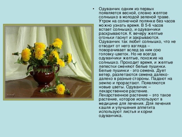 Одуванчик одним из первых появляется весной, словно желтое солнышко в молодой зеленой траве. Утром на солнечной полянке без часов можно узнать время. В 5-6 часов встает солнышко, и одуванчики раскрываются. К вечеру желтые огоньки гаснут и закрываются. Одуванчик так любит солнышко, что не отводит от него взгляда – поворачивает вслед за ним сою головку-цветок. Но не всегда одуванчики желтые, похожие на солнышко. Проходит время, и желтые лепестки сменяют белые пушинки. Белые пушинки - это семена. Дует ветер, разлетаются семена далеко-далеко в разные стороны. Падают на землю и прорастают. Появляются новые цветы. Одуванчик – лекарственное растение. Лекарственное растение – это такое растение, которое используют в медицине для лечения. Для лечения кашля и улучшения аппетита используют листья и корни одуванчика.