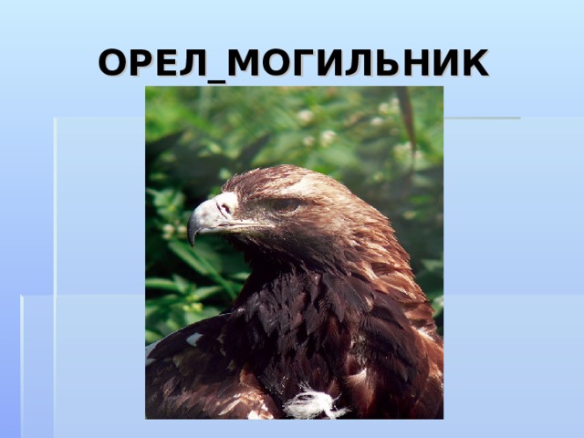 ОРЕЛ_МОГИЛЬНИК