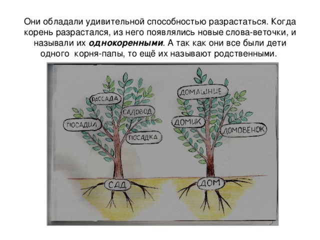 Они обладали удивительной способностью разрастаться. Когда корень разрастался, из него появлялись новые слова-веточки, и называли их однокоренными . А так как они все были дети одного корня-папы, то ещё их называют родственными.