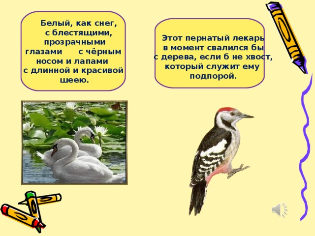 Белый, как снег,  с блестящими,  прозрачными глазами с чёрным носом и лапами с длинной и красивой  шеею. Этот пернатый лекарь в момент свалился бы с дерева, если б не хвост, который служит ему подпорой.