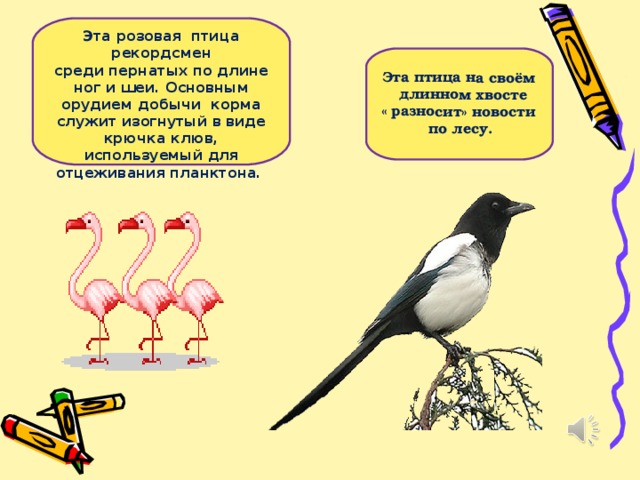 Эта птица на своём  длинном хвосте « разносит» новости  по лесу.  Эта розовая птица рекордсмен среди пернатых по длине ног и шеи. Основным орудием добычи корма служит изогнутый в виде крючка клюв, используемый для отцеживания планктона.