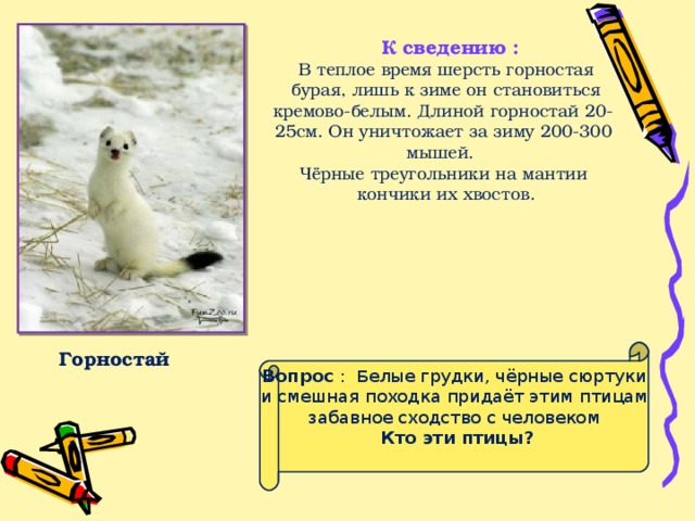 К сведению :   В теплое время шерсть горностая  бурая, лишь к зиме он становиться кремово-белым. Длиной горностай 20-25см. Он уничтожает за зиму 200-300 мышей. Чёрные треугольники на мантии  кончики их хвостов. Горностай Вопрос : Б елые грудки, чёрные сюртуки и смешная походка придаёт этим птицам забавное сходство с человеком  Кто эти птицы?