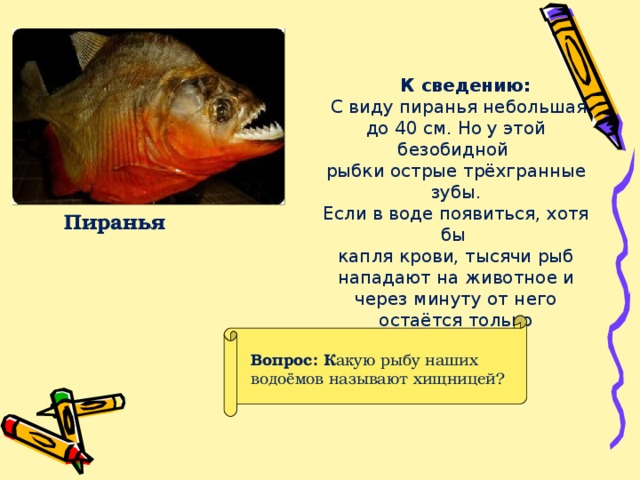 К сведению:  С виду пиранья небольшая до 40 см. Но у этой безобидной рыбки острые трёхгранные зубы. Если в воде появиться, хотя бы капля крови, тысячи рыб нападают на животное и через минуту от него остаётся только  скелет. Пиранья Вопрос:  К акую рыбу наших водоёмов называют хищницей?