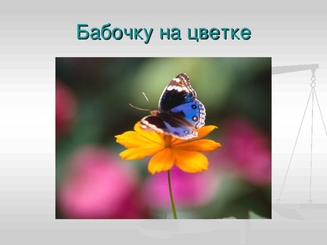 Бабочку на цветке