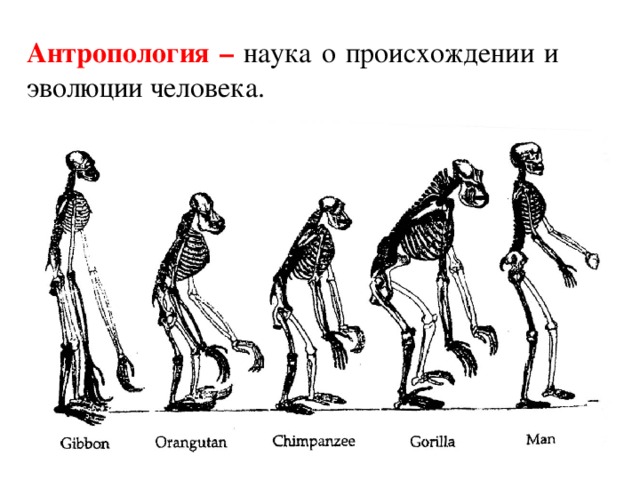 Антропология – наука о происхождении и эволюции человека.