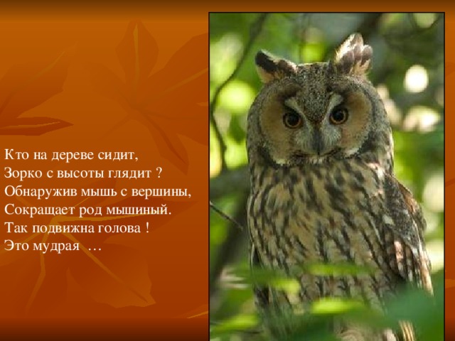 Кто на дереве сидит,  Зорко с высоты глядит ?  Обнаружив мышь с вершины,  Сокращает род мышиный.  Так подвижна голова !  Это мудрая  …