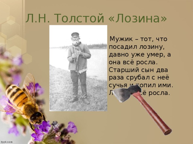 Л.Н. Толстой «Лозина»  Мужик – тот, что посадил лозину, давно уже умер, а она всё росла. Старший сын два раза срубал с неё сучья и топил ими. Лозина всё росла.