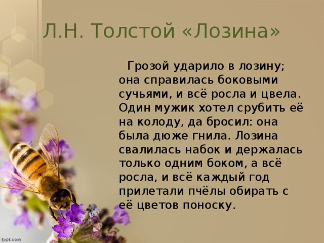 Л.Н. Толстой «Лозина»  Грозой ударило в лозину; она справилась боковыми сучьями, и всё росла и цвела. Один мужик хотел срубить её на колоду, да бросил: она была дюже гнила. Лозина свалилась набок и держалась только одним боком, а всё росла, и всё каждый год прилетали пчёлы обирать с её цветов поноску.