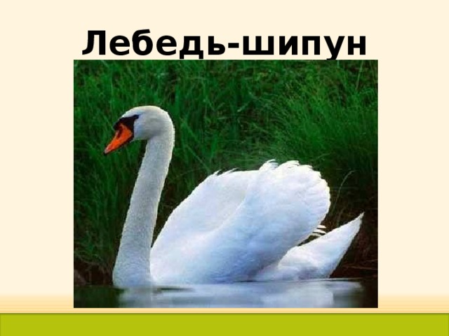 Лебедь-шипун