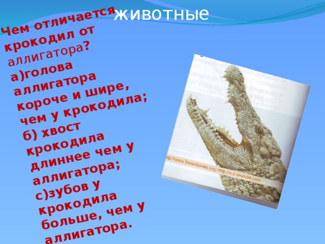 животные Чем отличается крокодил от аллигатора ? а)голова аллигатора короче и шире, чем у крокодила; б) хвост крокодила длиннее чем у аллигатора; с)зубов у крокодила больше, чем у аллигатора.