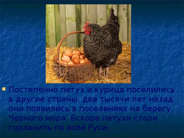 Постепенно петух и курица поселились в другие страны, две тысячи лет назад они появились в поселениях на берегу Черного моря. Вскоре петухи стали горланить по всей Руси.