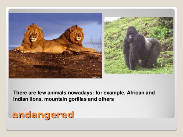 There are few animals nowadays: for example, African and Indian lions, mountain gorillas and others There are few animals nowadays: for example, African and Indian lions, mountain gorillas and others  endangered